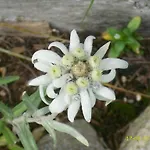 Bogensperger * מריהפאר