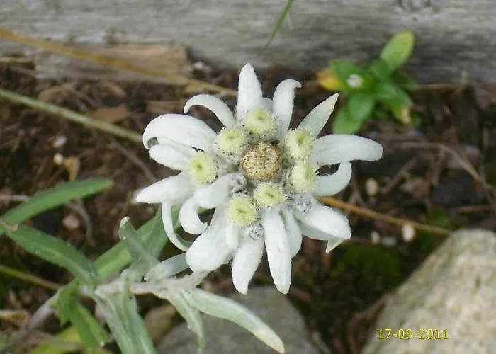 Bogensperger * Mariapfarr